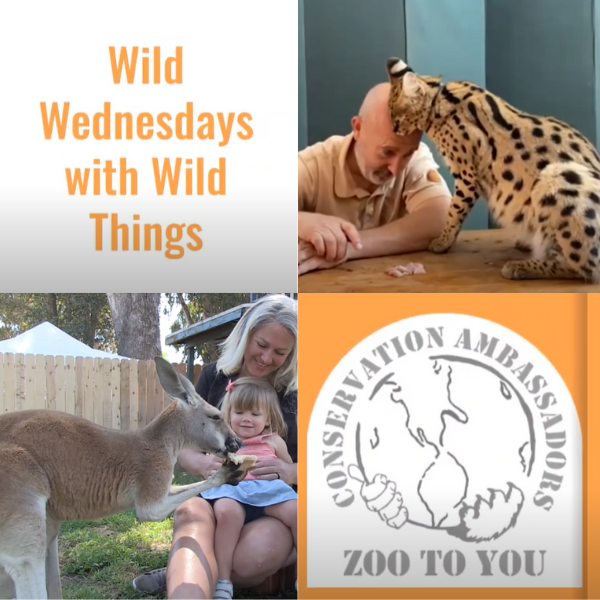 Wild Wednesdays logo
